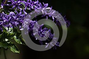 Magical flowers on a beautiful blurred smooth background.