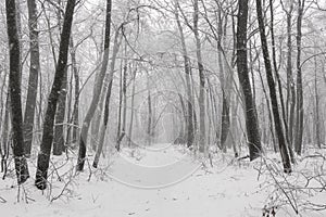 Magical foggy winter forest during a snowfall. Camping. Picturesque nature.