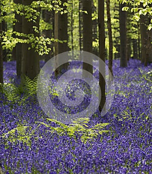 Magical forest. The blossoms of wild hyacinths. Hallerbos, Belgium.