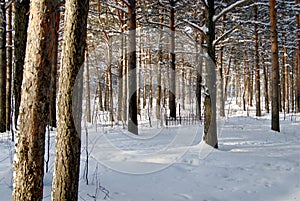 magical forest in the city of Surgut