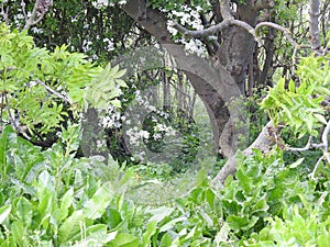 Magical forest copse secret enchanted garden