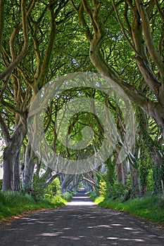 Magical forest of Dark Hedges