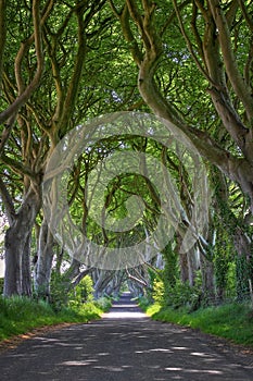 Magical forest of Dark Hedges photo