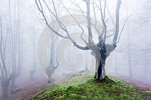 Magical forest with fog