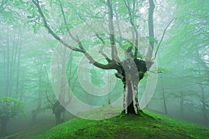 Magical forest with fog in spring
