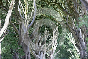 Magical forest, Northern Ireland