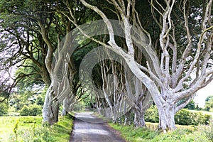 Magical forest, Northern Ireland