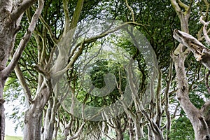 Magical forest, Northern Ireland