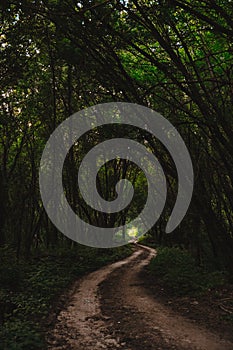 Magical forest path with sun rays in background. Road in the green wood in the evening light