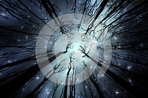 Magical forest with stars on the sky photo