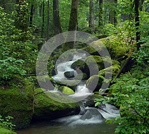 Magical forest stream in smoky mountains national park