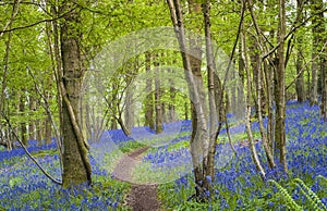 Magical forest and wild bluebell flowers