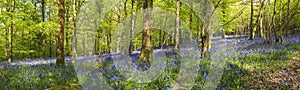 Magical forest and wild bluebell flowers