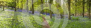 Magical forest and wild bluebell flowers