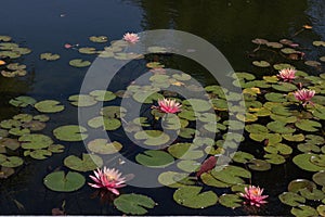 Magical garden pond with blooming pink water lilies and lotuses, peaceful atmosphere of meditation, relaxation and rest.