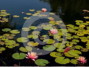 Magical garden pond with blooming pink water lilies and lotuses, peaceful atmosphere of meditation, relaxation and rest.