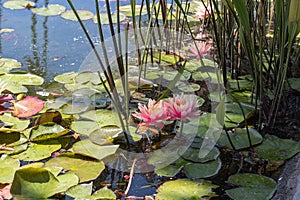 Magical garden pond with blooming pink water lilies and lotuses, peaceful atmosphere of meditation, relaxation and rest.