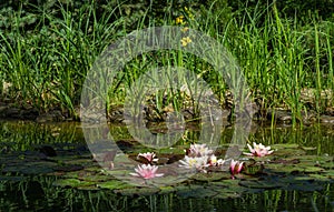 Magical garden pond with blooming water lilies and lotuses. Flowers and pond plants are reflected in water surface of pond