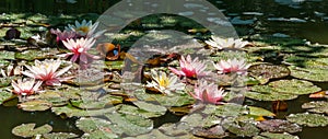 Magical garden pond with pink and white blooming water lilies and lotus flower Marliacea Rosea after rain. Close-up of nympheas