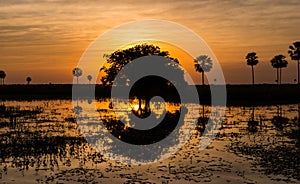 Magical Golden Sunset in the Pantanal Wetlands in Paraguay photo