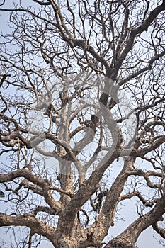 Magical Haunted Dry Tree