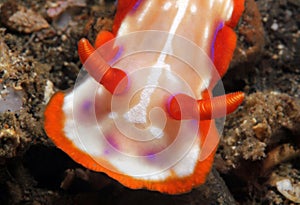 Magical Hypselodoris