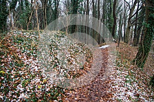 Magical ivy walking trail in forest