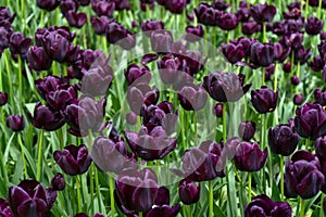 The magical landscape of dark purple tulips in the fields in Holland. The floral background