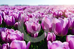 Magical landscape with fantastic beautiful tulips field in Netherlands on spring. Blooming multicolor dutch tulip fields