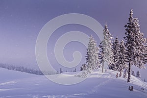 Magical landscape of mountains in winter. Fantastic morning glowing by sunlight. View of snow-covered forest trees. Background of