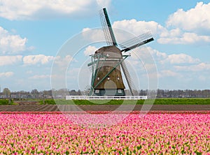 A magical landscape of tulips and windmills in the Netherlands.