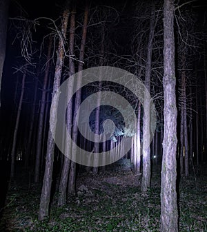 magical lights sparkling in mysterious forest at night. Nightmare pine forest