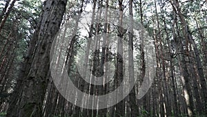 magical lights sparkling in mysterious forest at night. Nightmare pine forest. Long exposure shot