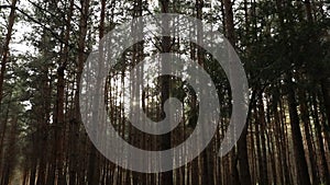 magical lights sparkling in mysterious forest at night. Nightmare pine forest. Long exposure shot