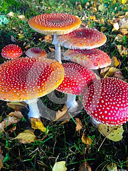 Magical little red mushroom garden in autumn vertical