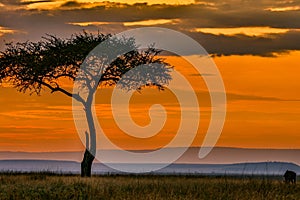 Magical Lone Trees Sunset Gazelle Antelope grazing grassland savannah in the Maasai Mara National Game Reserve park rift valley Na