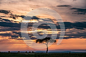 Magical Lone Trees Sunset Gazelle Antelope grazing grassland savannah in the Maasai Mara National Game Reserve park rift valley Na