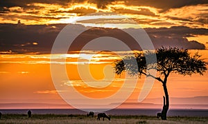 Magical Lone Trees Sunset Gazelle Antelope grazing grassland savannah in the Maasai Mara National Game Reserve park rift valley Na