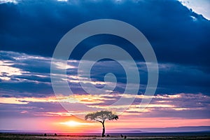 Magical Lone Trees Sunset Gazelle Antelope grazing grassland savannah in the Maasai Mara National Game Reserve park rift valley Na