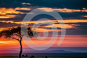 Magical Lone Trees Sunset Gazelle Antelope grazing grassland savannah in the Maasai Mara National Game Reserve park rift valley Na