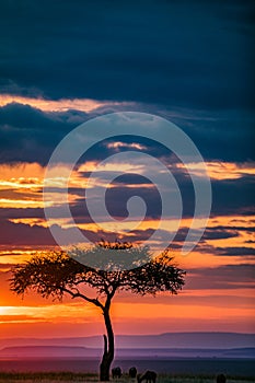 Magical Lone Trees Sunset Gazelle Antelope grazing grassland savannah in the Maasai Mara National Game Reserve park rift valley Na