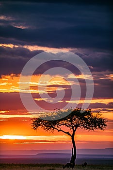 Magical Lone Trees Sunset Gazelle Antelope grazing grassland savannah in the Maasai Mara National Game Reserve park rift valley Na