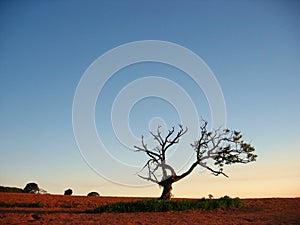 The Magical Mango Tree