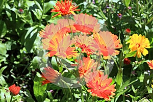 Magical marigold flowers