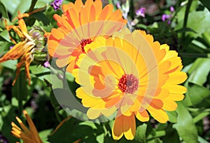 Magical marigold flowers