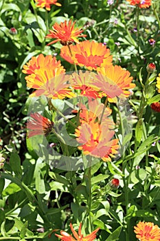 Magical marigold flowers