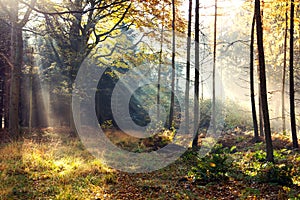 Magical moment in the autumn forest with sun rays in the morning fog