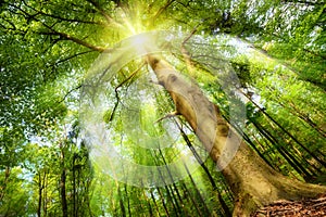 Magical mood with sunrays in a forest photo