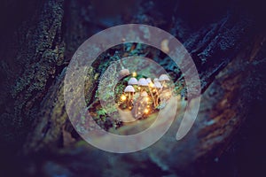 Magical mushrooms in a dark forest