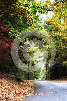 Magical mystical Autumn road